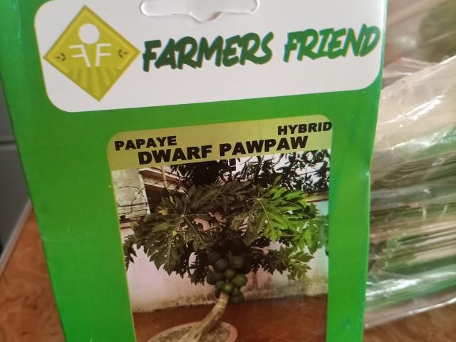 Dwarf Pawpaw Seeds. - 1
