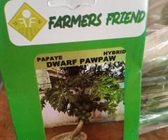 Dwarf Pawpaw Seeds.